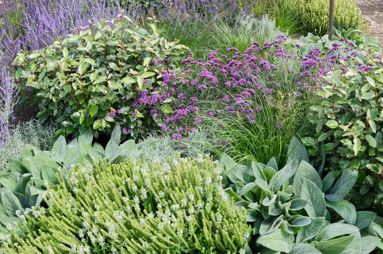Perennials and grasses bring seasonal colour to the Hampshire garden