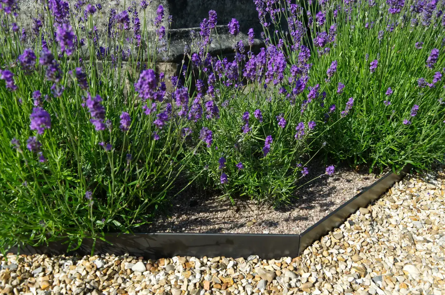 Precise geometry meets loose, fragrant planting. Low hedges give the garden its shape; roses, lavender and thyme bring it to life.